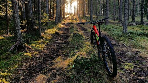 Cykel i skogen